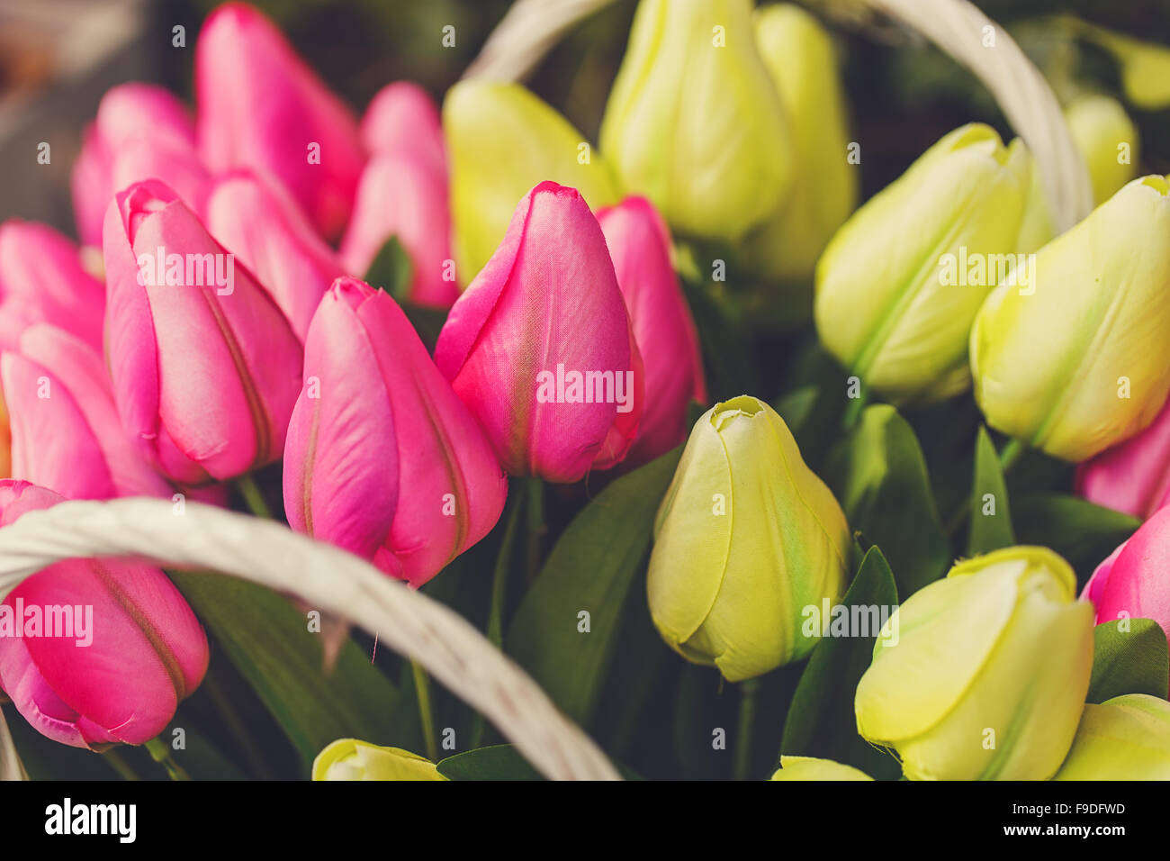 Pink and yellow tulips close up Stock Photo - Alamy