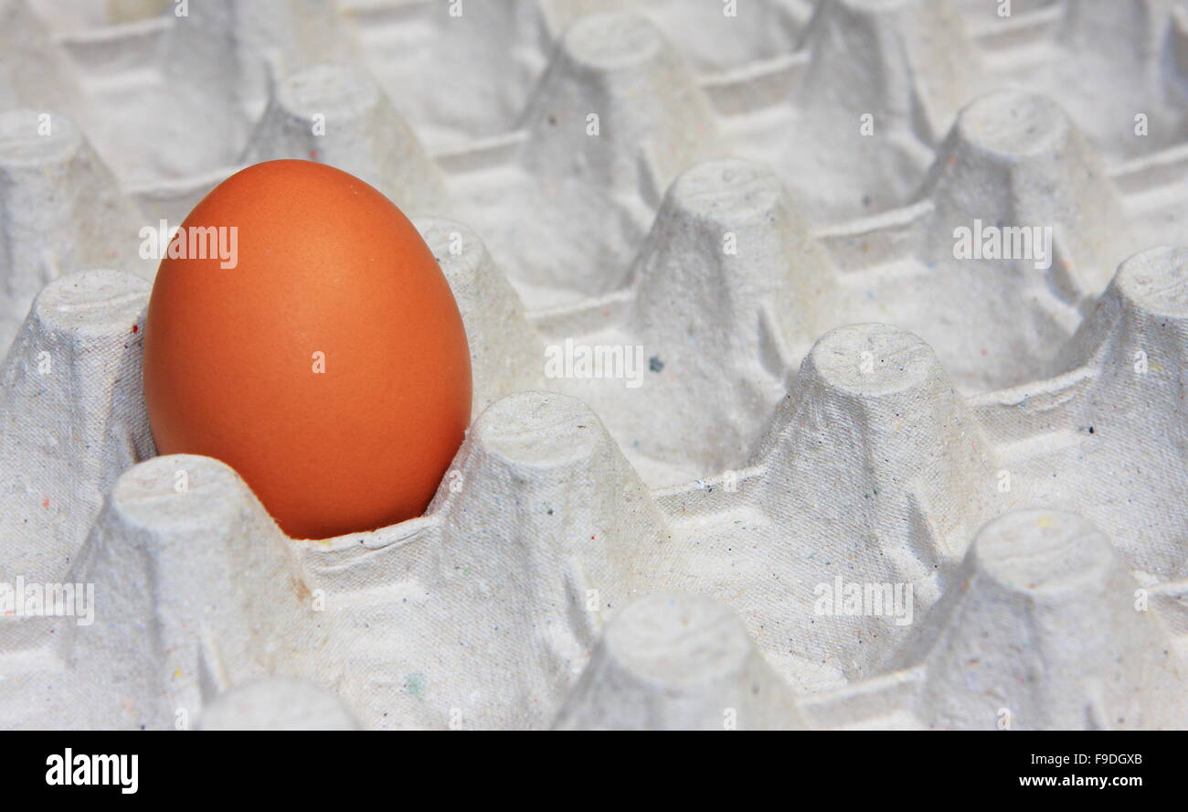 One Egg in Tray Stock Photo Alamy