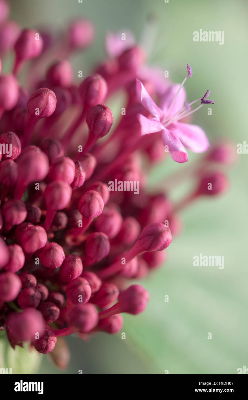 Clerodendrum Bungei flower and a mass of deep pink buds. Close up with soft green background. Stock Photo