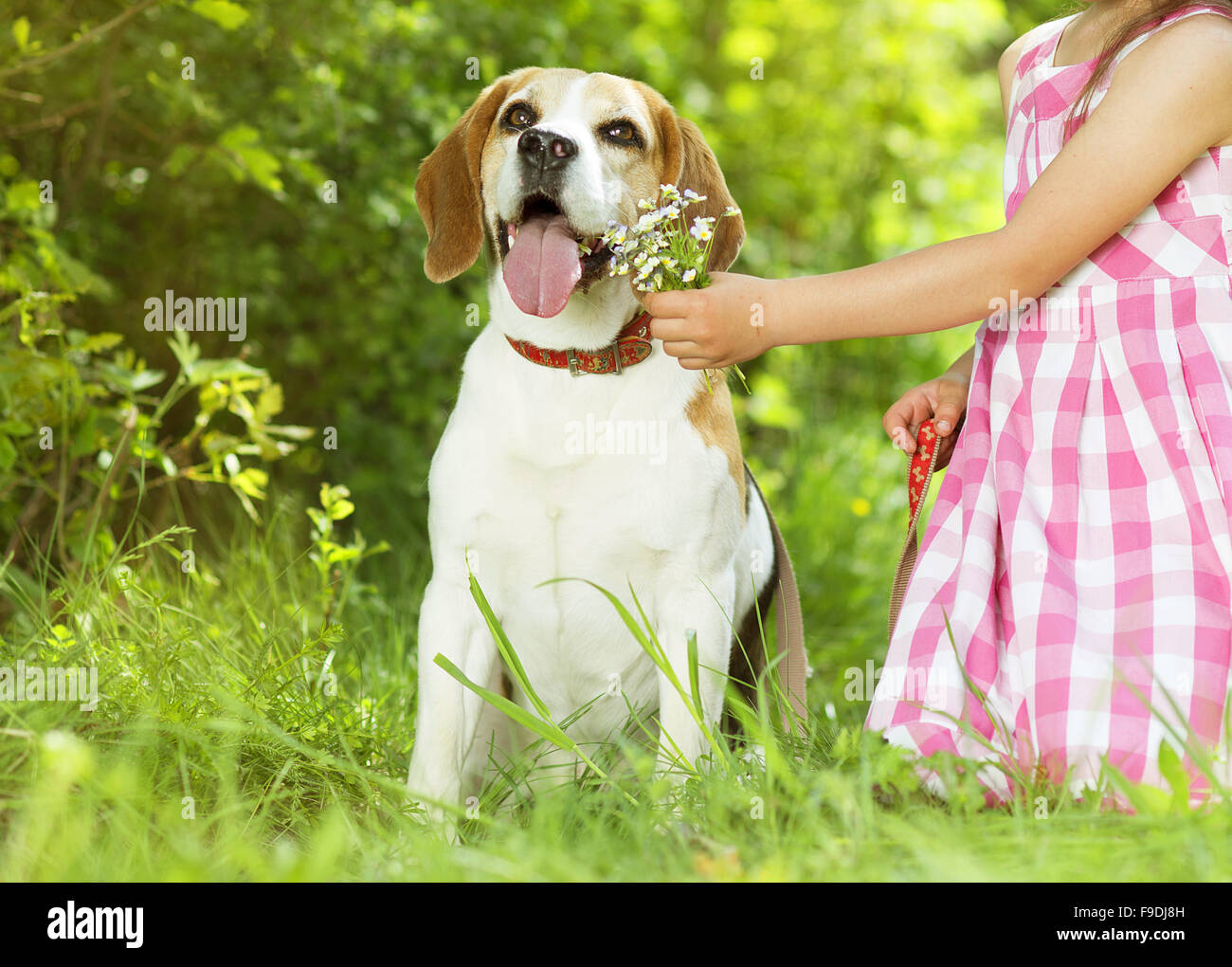 Cute little girl is playing with her dog in the green park Stock Photo ...