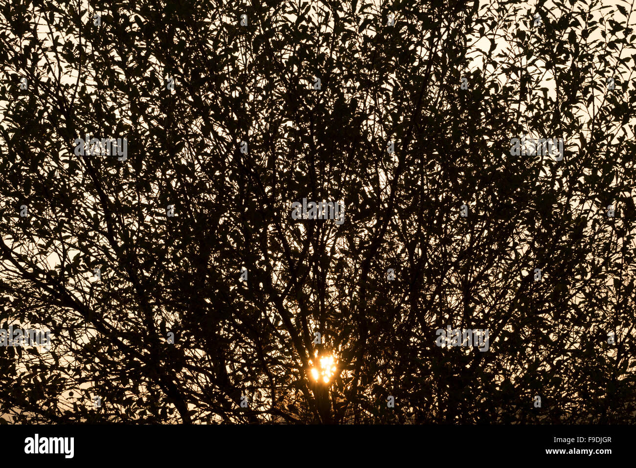 Pattern of willow leaves and branches silhouetted against a morning sky with sun through the branches. Stock Photo