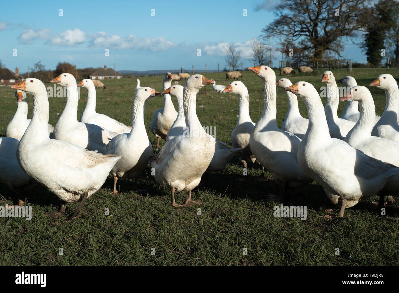 Geese on a farm in Kent Stock Photo Alamy