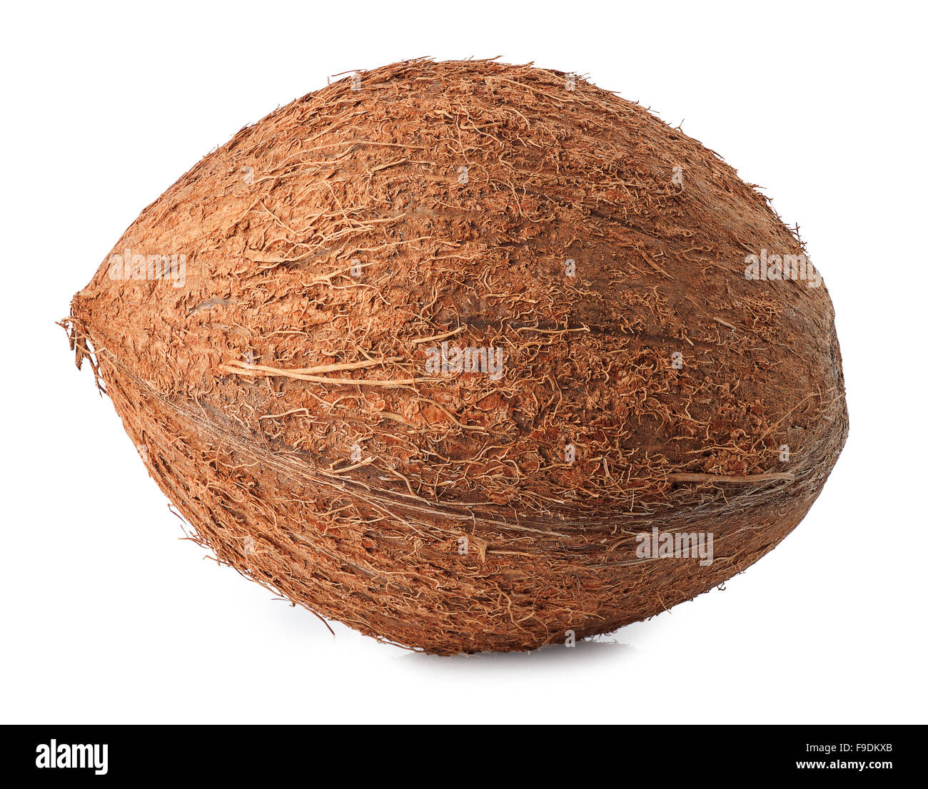 single horizontal coconut isolated on white background Stock Photo