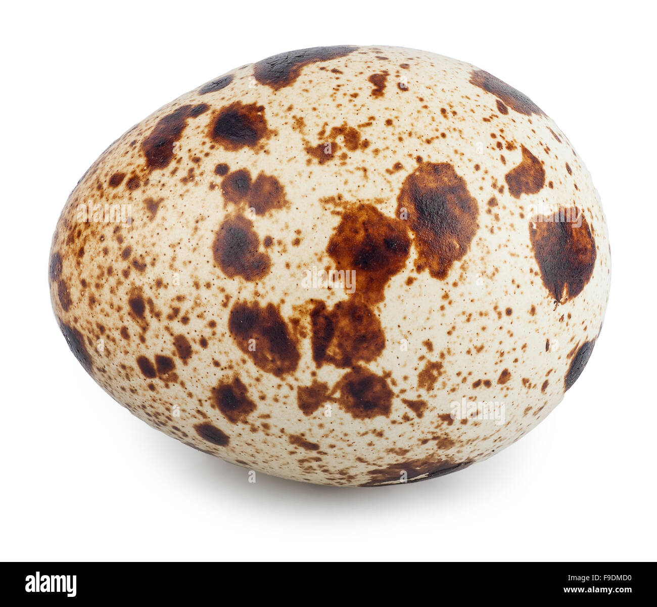 One quail egg isolated on white background Stock Photo