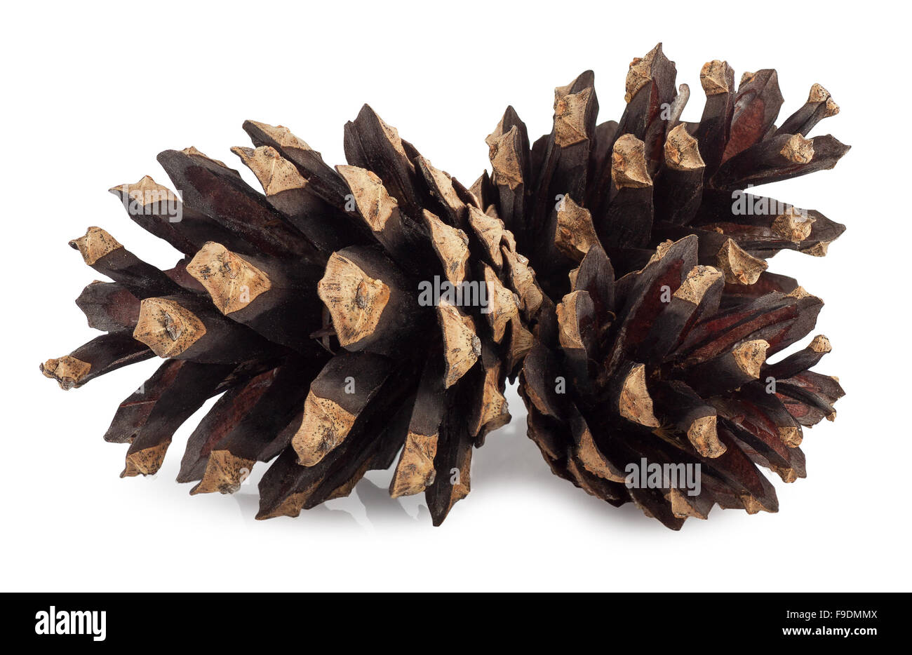Three pine cones isolated on white background Stock Photo - Alamy