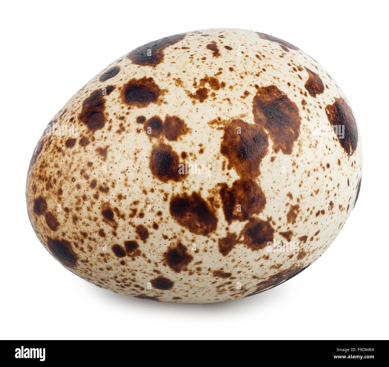 Single quail egg isolated on a white background Stock Photo