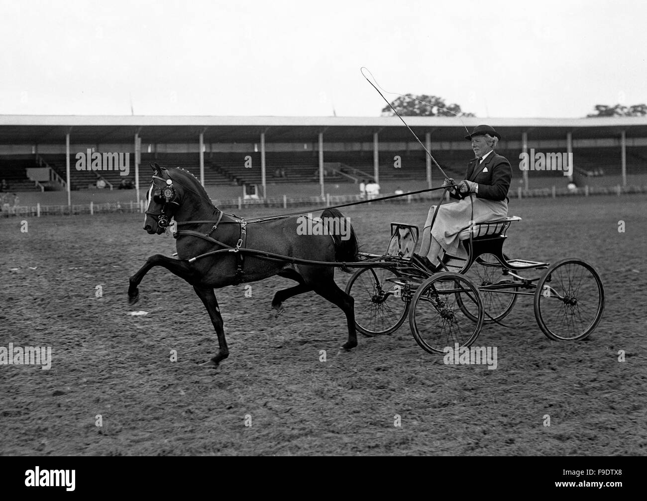 Woman driving trotting horse and carriage at The Royal Agricultural Show in 1963 Stock Photo