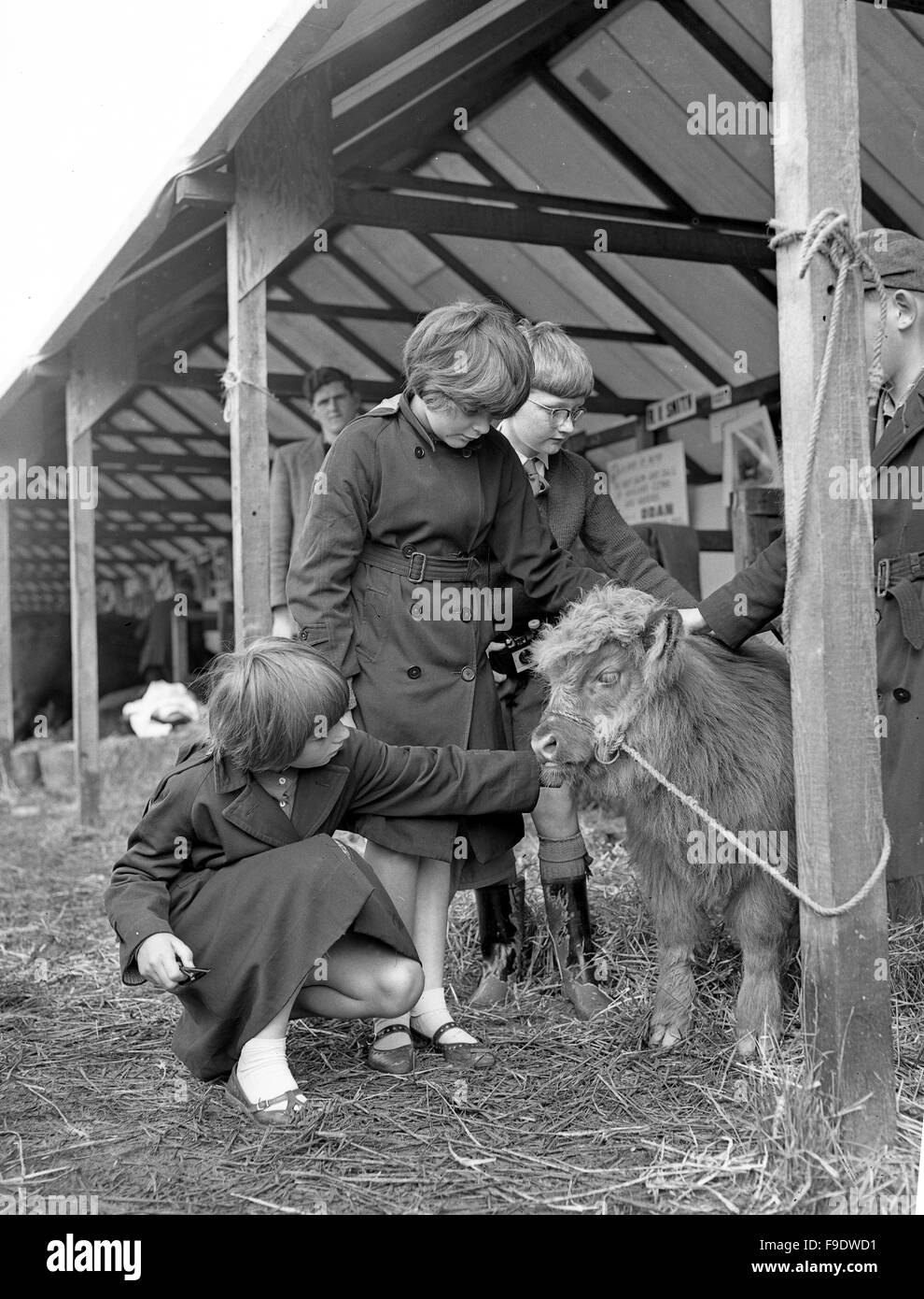 School children stroking highland cattle calves at The Royal Agricultural Show in Stoneleigh 1963 Stock Photo