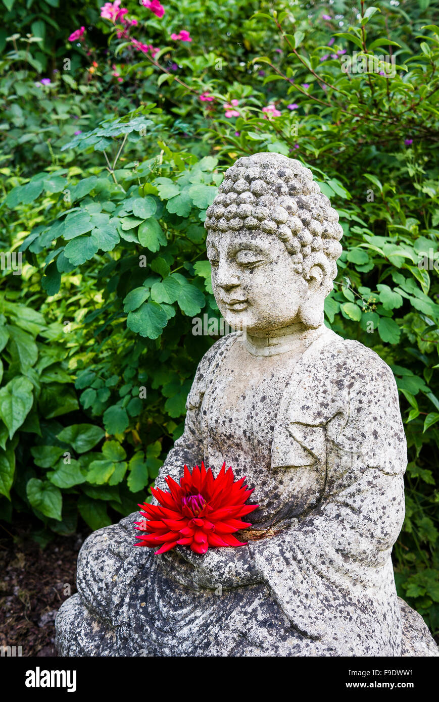 Red dahlia in the Buddha's hands - a feature in a private garden in Wiltshire UK Stock Photo
