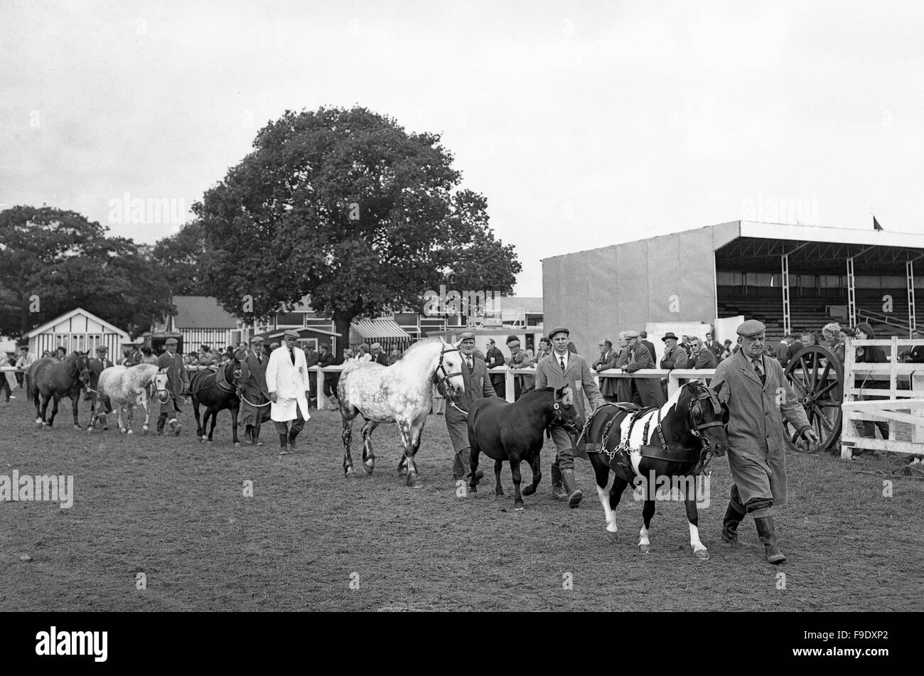Parading horses at The Royal Agricultural Show in Stoneleigh 1963 Stock Photo