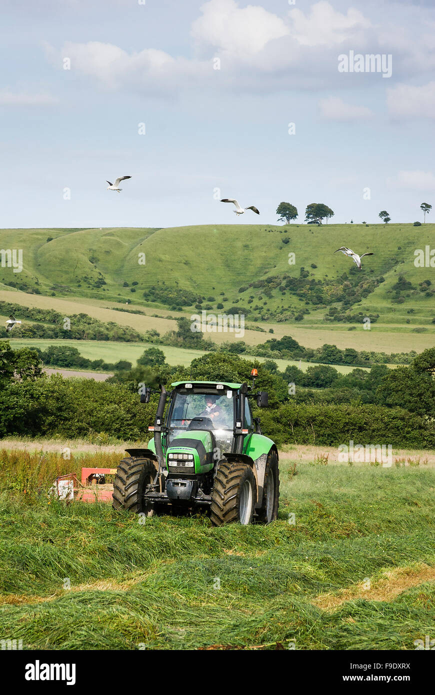 Tractor cutting silage in Wiltshire with seagulls hovering above Stock Photo
