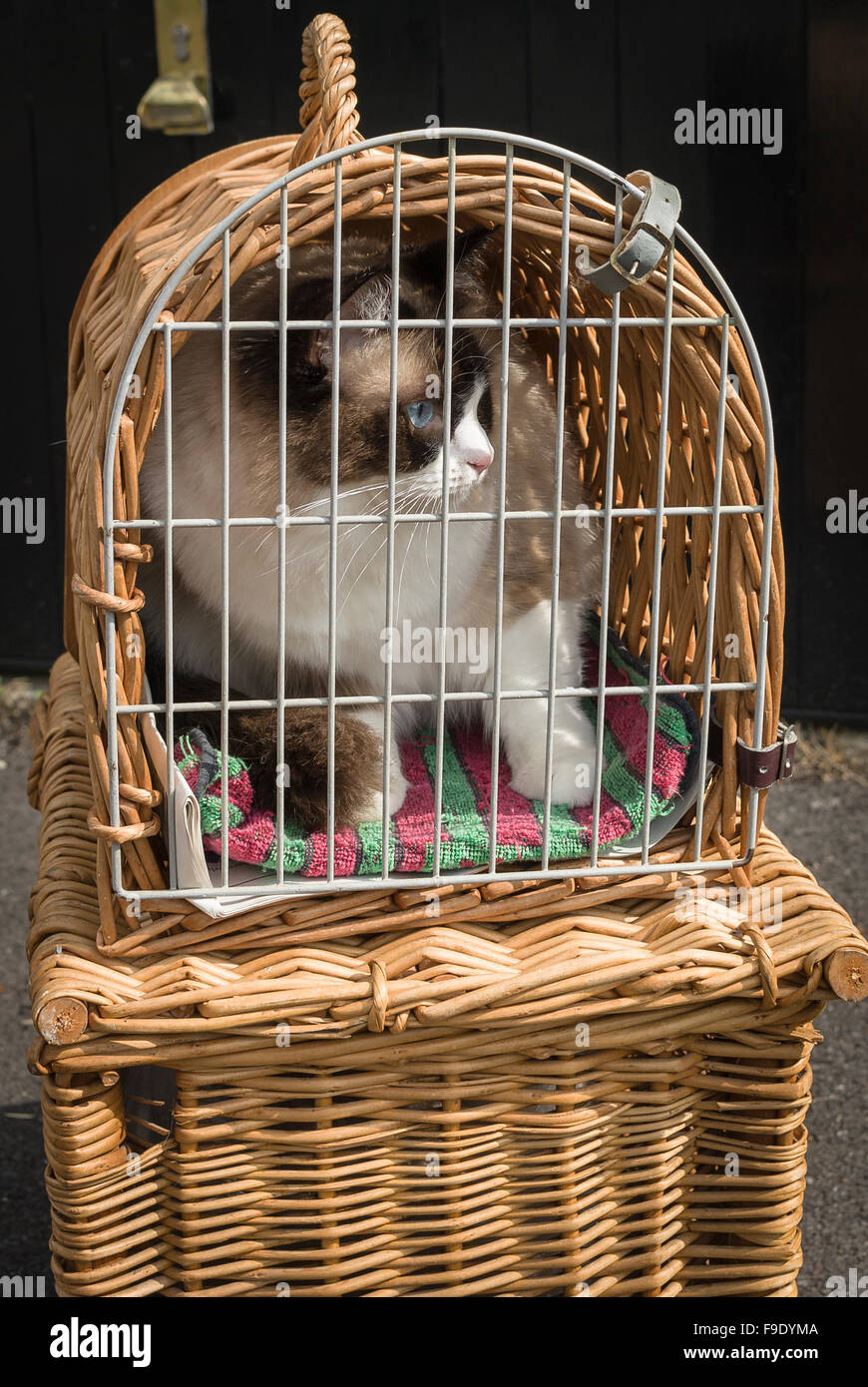 Young Ragdoll cat in a cane basket in transit Stock Photo Alamy