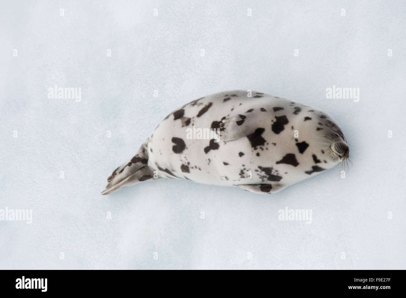 A young Harp Seal (Pagophilus groenlandicus) sleeps on an iceberg in the North Atlantic Stock Photo