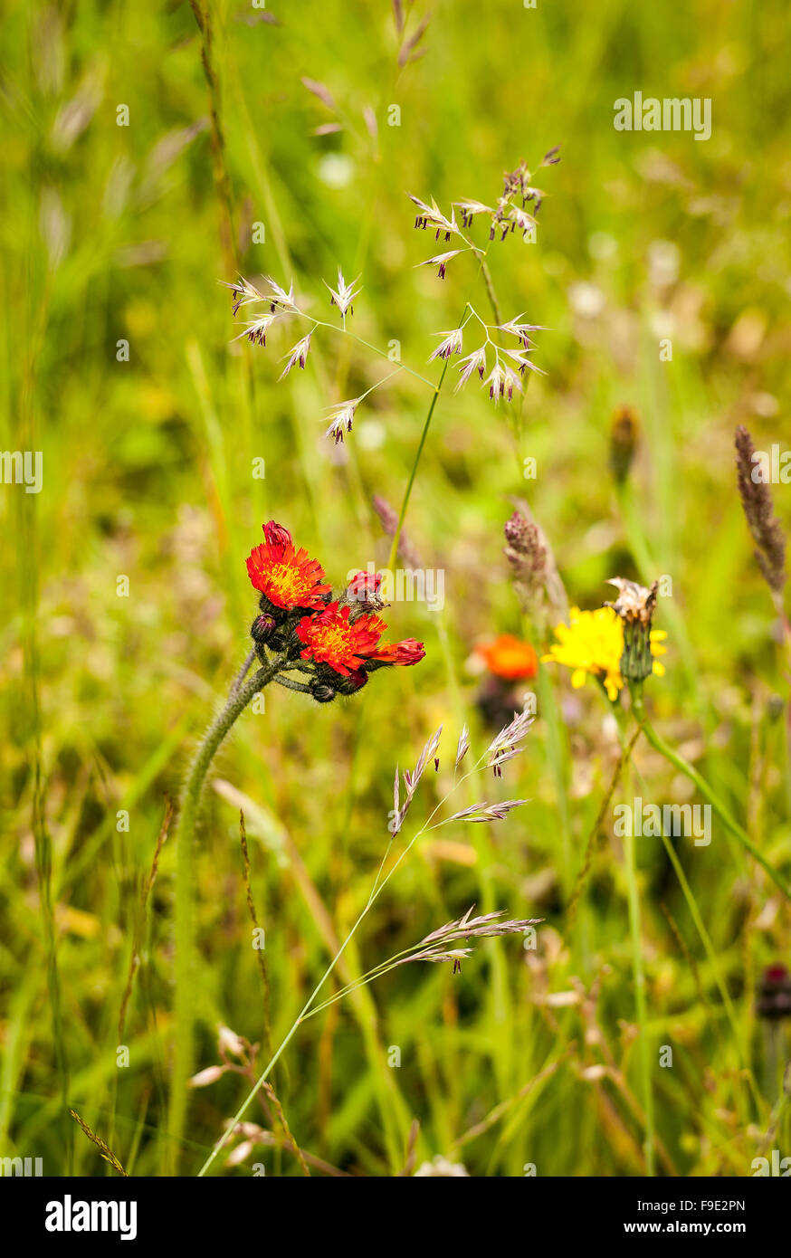 Wild flowers in a lawn - Fox and Cubs Stock Photo