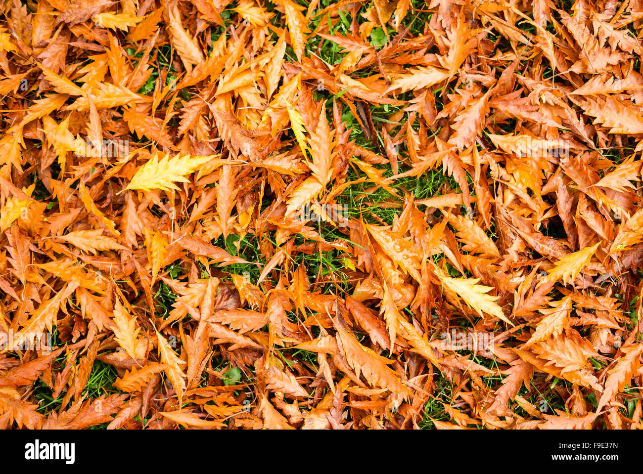 Fallen beech leaves on a lawn forming a carpet of golden brown hues Stock Photo