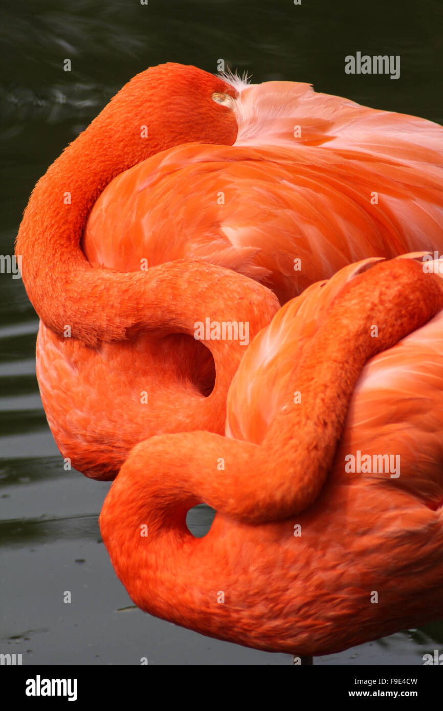 Sleeping Pink Flamingo in Water Close Up Stock Photo