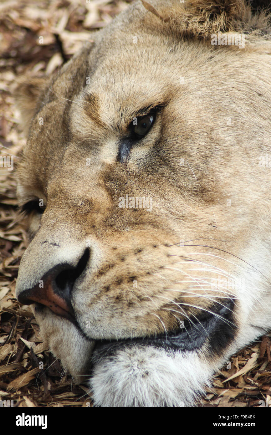 Lion Face Close Up Portrait Stock Photo