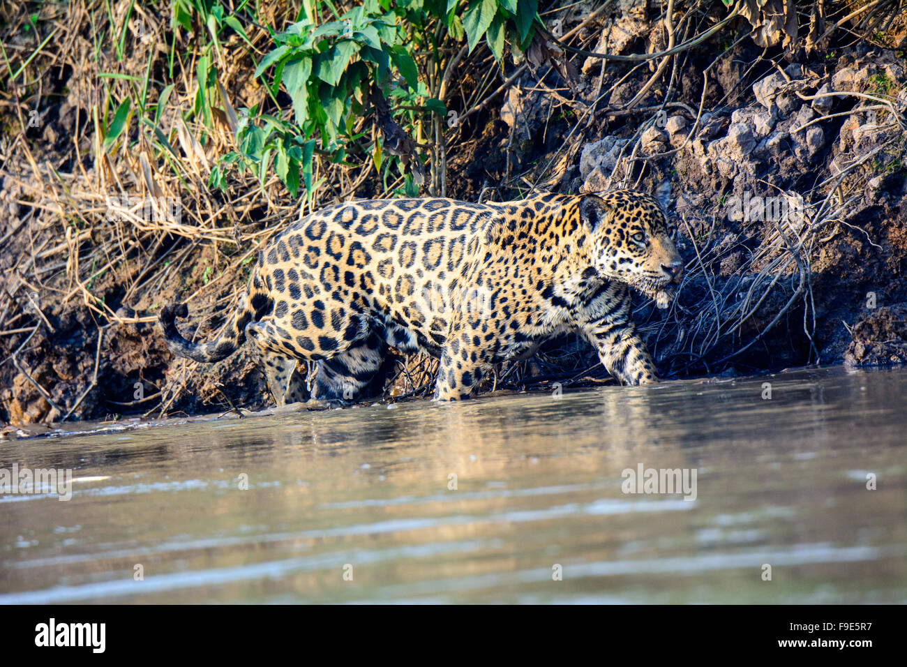 Jaguar striding through water Stock Photo