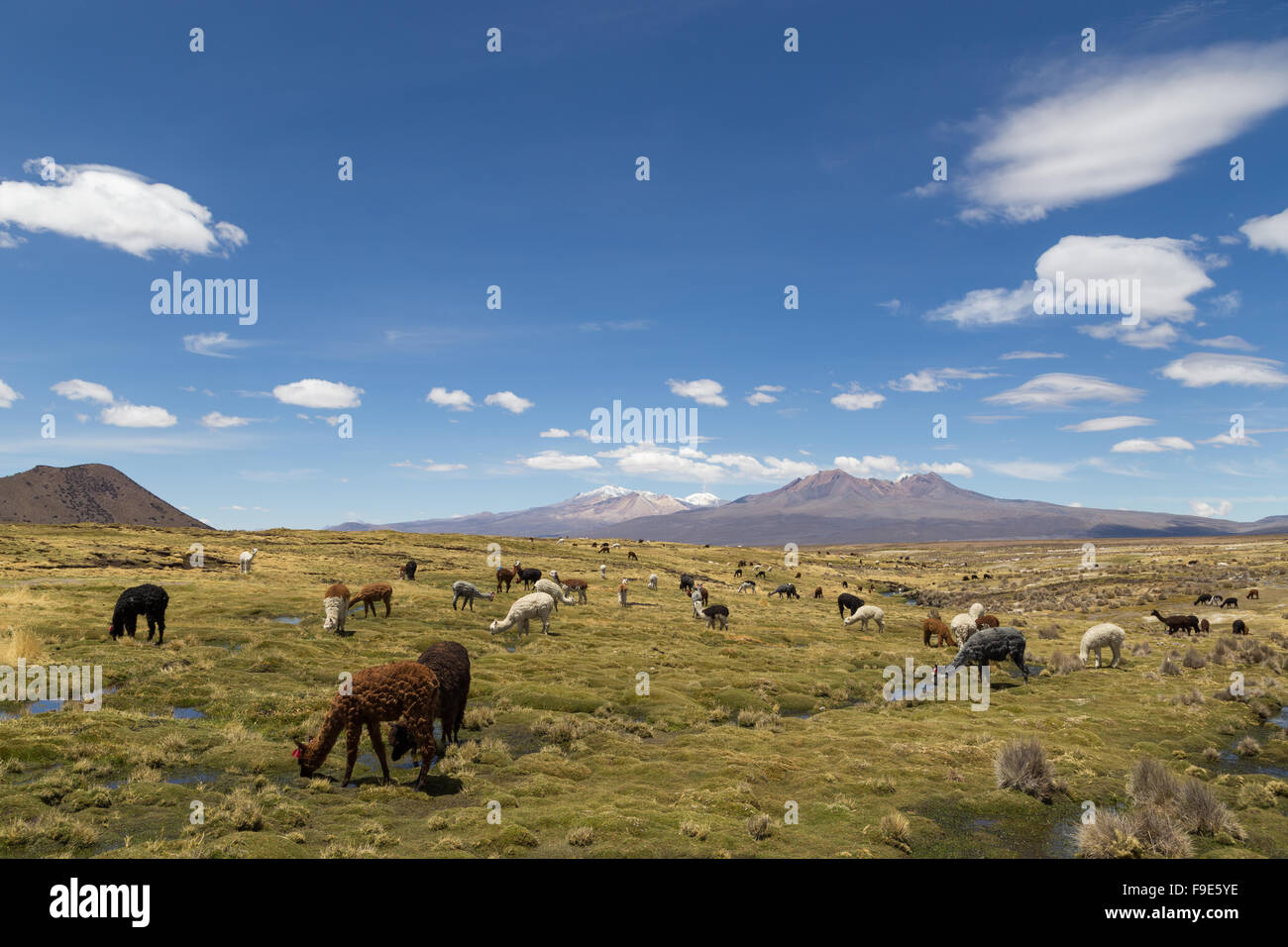 Photograph of a group of lamas and alpacas in Sajama National Park, Bolivia. Stock Photo