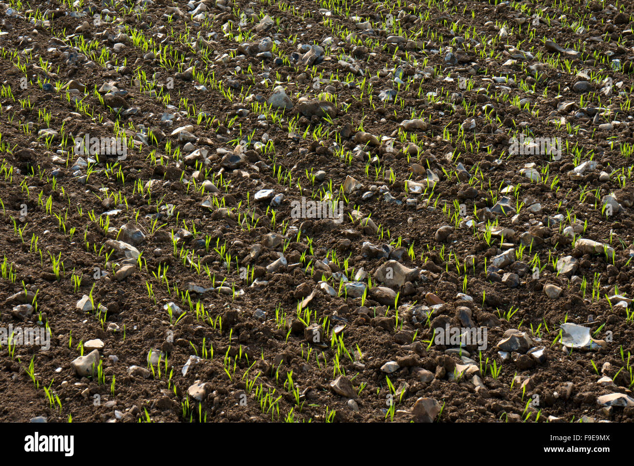 Crop growing in stony ground field, Norfolk,England Stock Photo