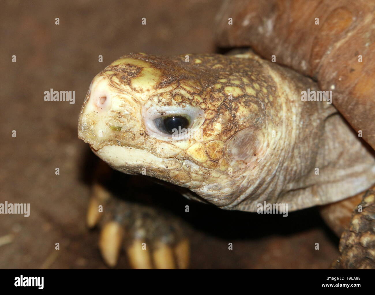 Southeast Asian Elongated tortoise (Indotestudo elongata, Testudo elongata), extreme closeup of the head Stock Photo
