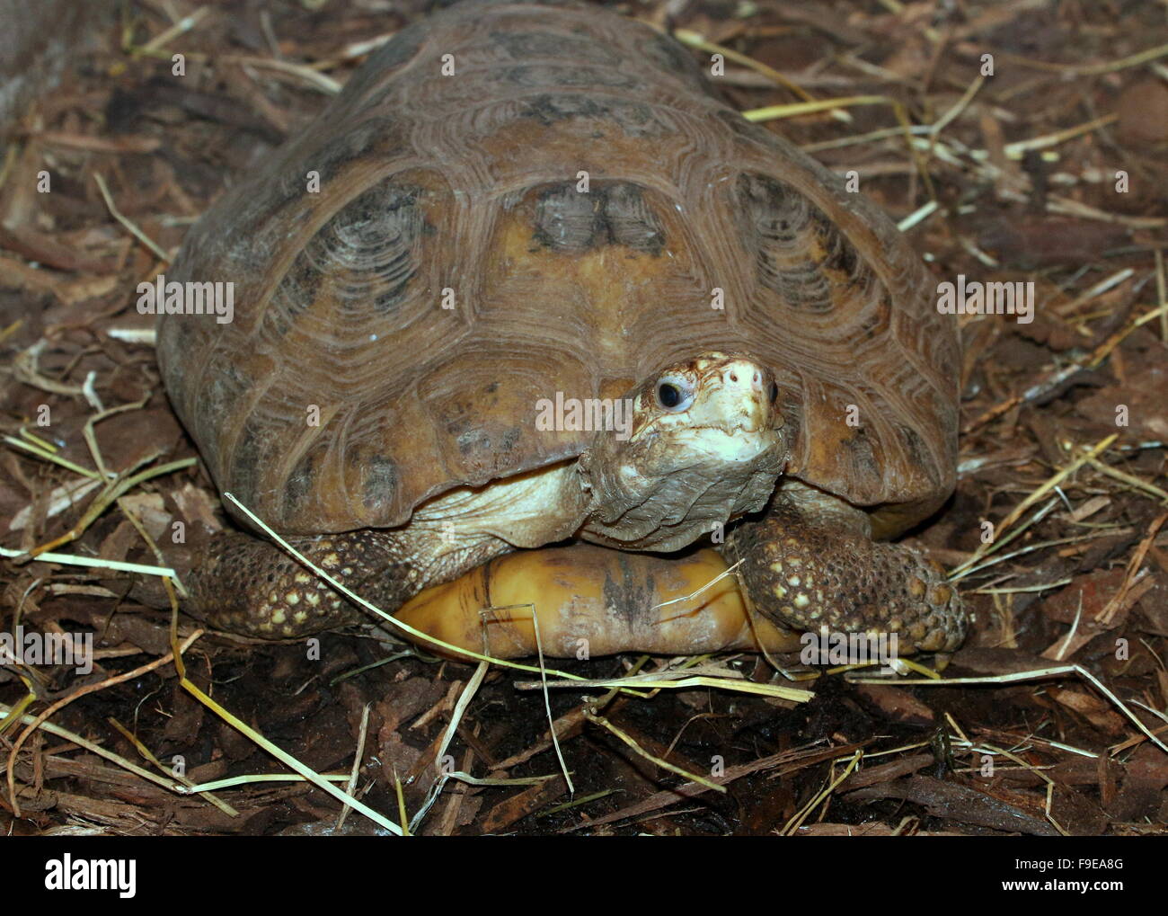 Elongated tortoise