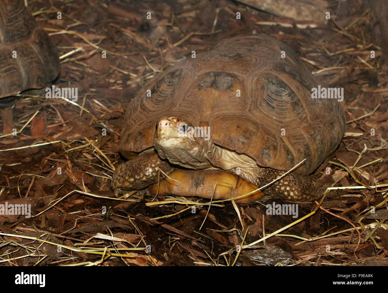 Southeast Asian Elongated tortoise (Indotestudo elongata, Testudo elongata) Stock Photo