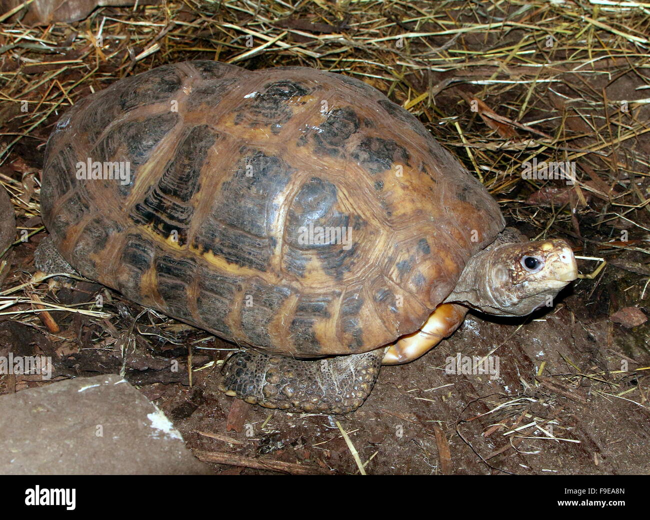 Southeast Asian Elongated tortoise (Indotestudo elongata, Testudo elongata) Stock Photo