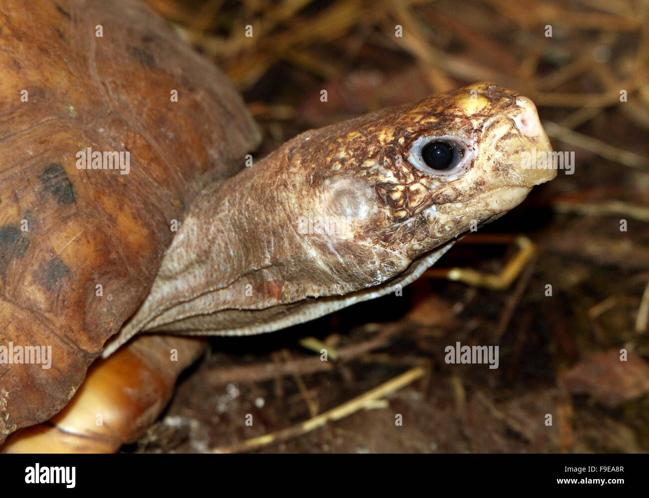 Southeast Asian Elongated tortoise (Indotestudo elongata, Testudo elongata), closeup of the head Stock Photo