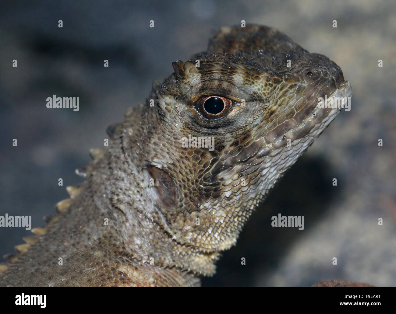 South American Mop headed Iguana (Uranoscodon superciliosus), aka