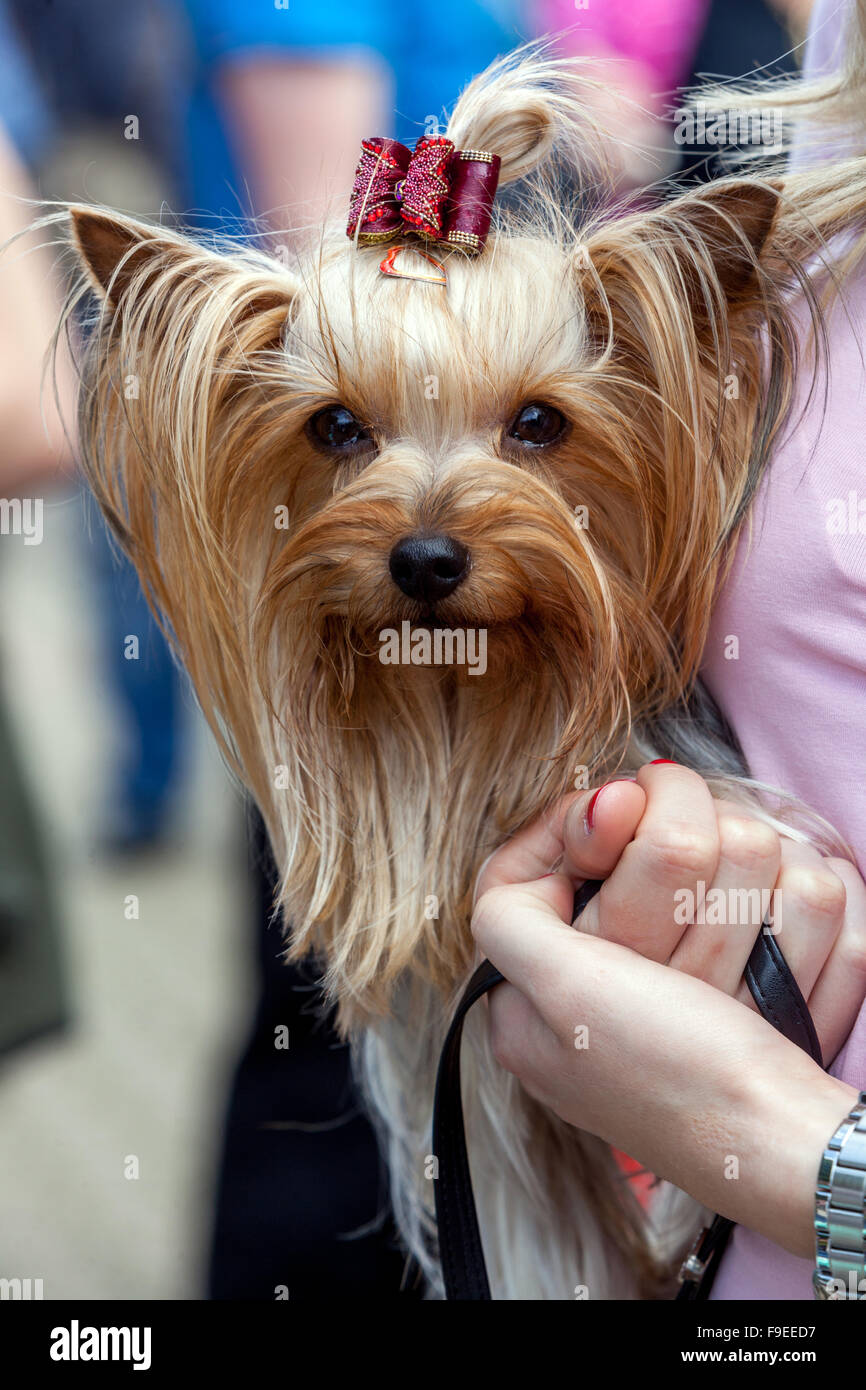 Yorkshire terrier long hair bow portrait Stock Photo