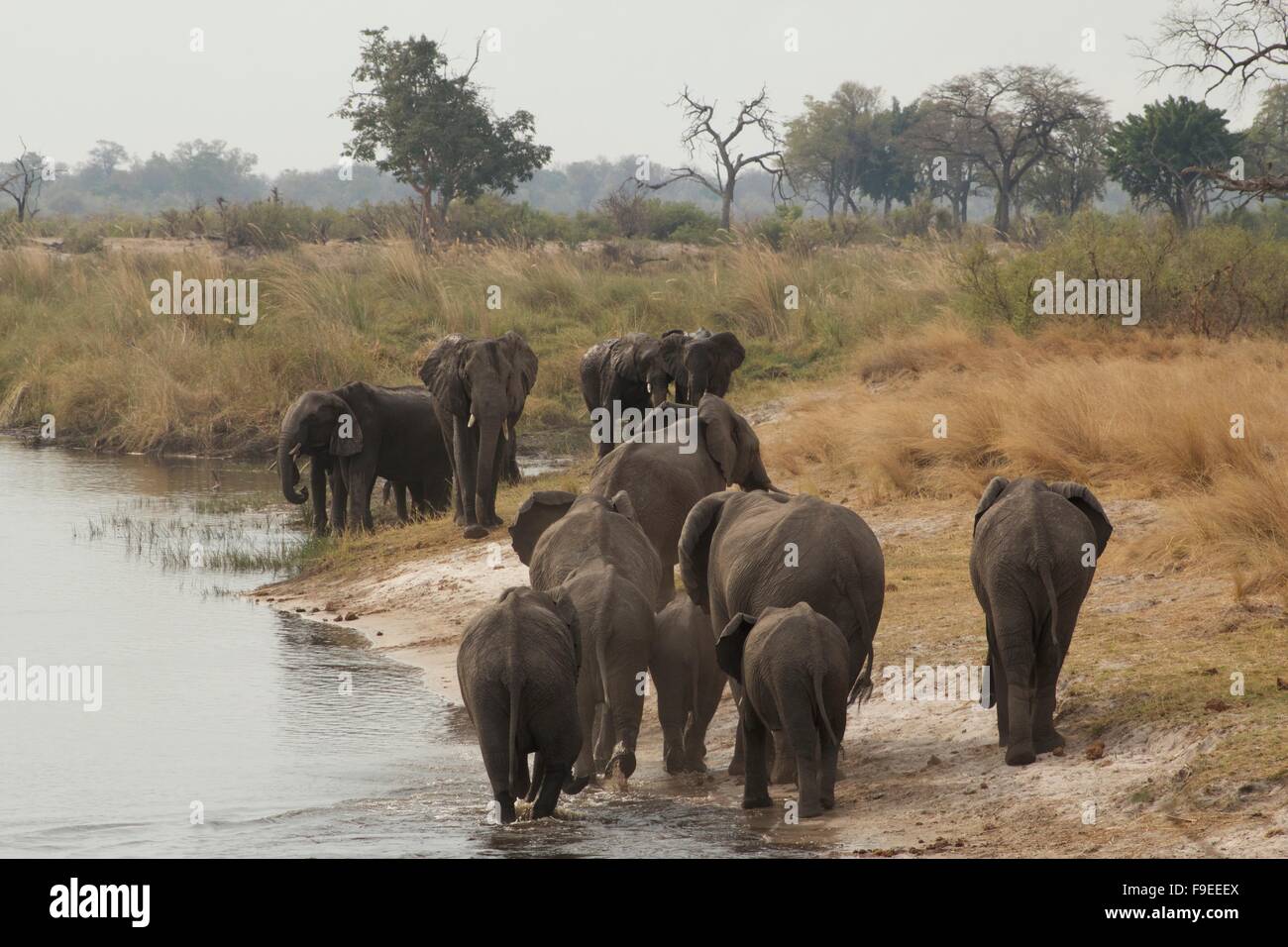 A meeting of Elephant herds Stock Photo