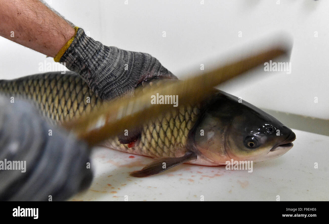 Fisherman prepares to kill grass carp (Ctenopharyngodon idella) for a customer in Hodonin, Czech republic, on Wednesday, December 16, 2015. (CTK Photo/Vaclav Salek) Stock Photo
