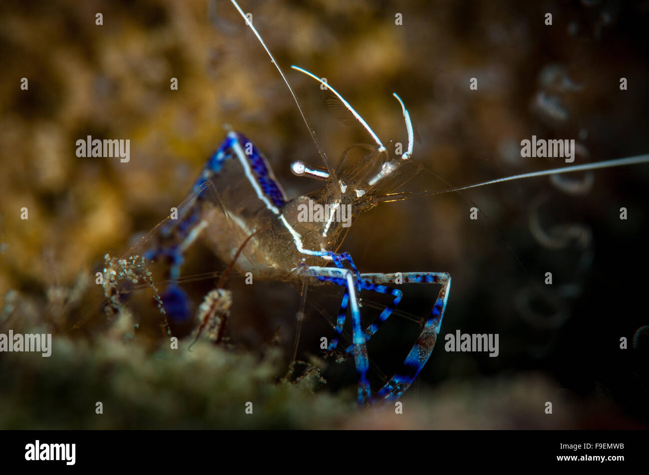 Pedersen Cleaner Shrimp  (Periclimenes pedersoni), Front Porch dive site, Bonaire, Netherlands Antilles Stock Photo