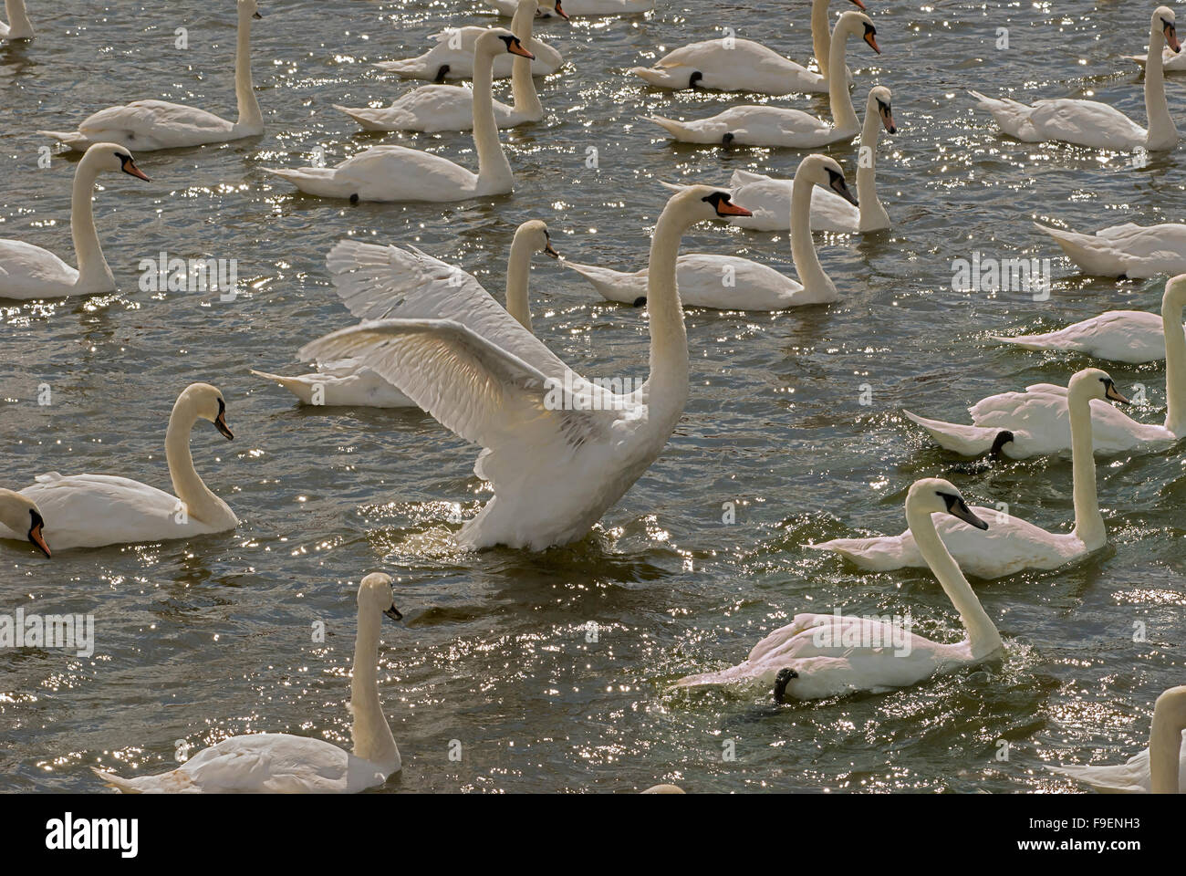 A bevy or flock of swans on the river Tweed, Northumberland Stock Photo
