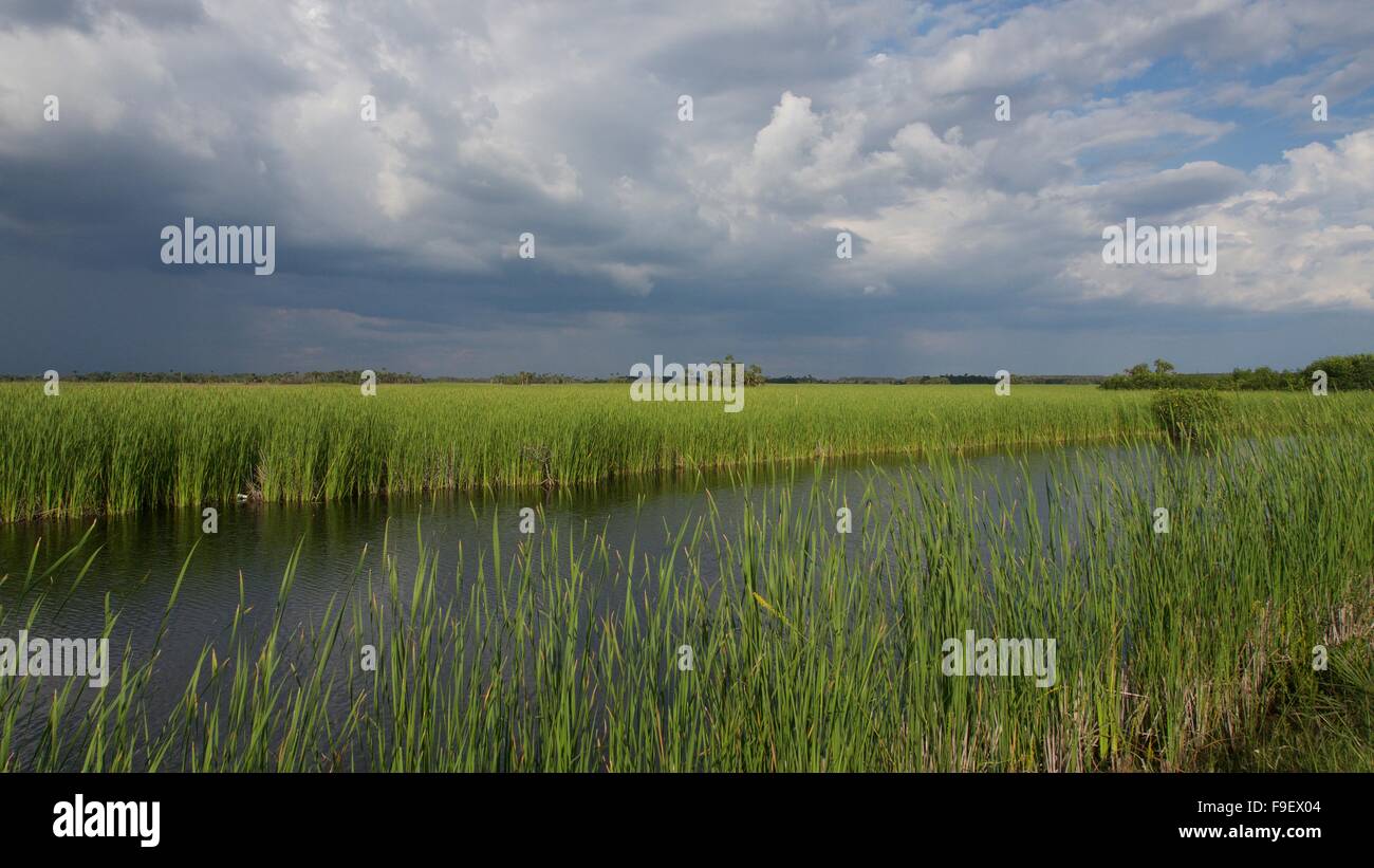 Sawgrass hires stock photography and images Alamy