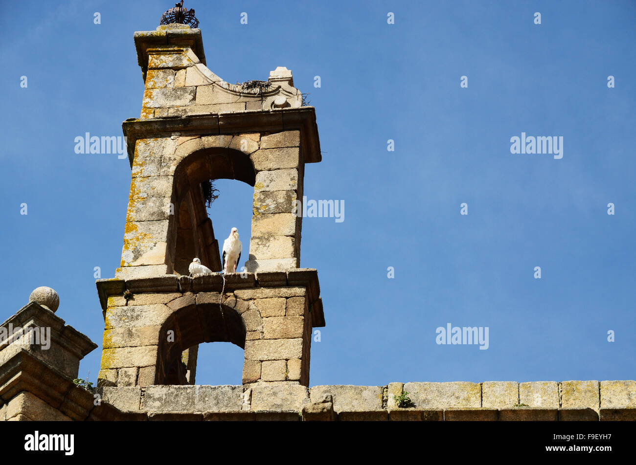 Storks in the belfry. San Mateo Church is a religious temple of Catholic cult under the invocation of St. Matthew, Cáceres.Spain Stock Photo