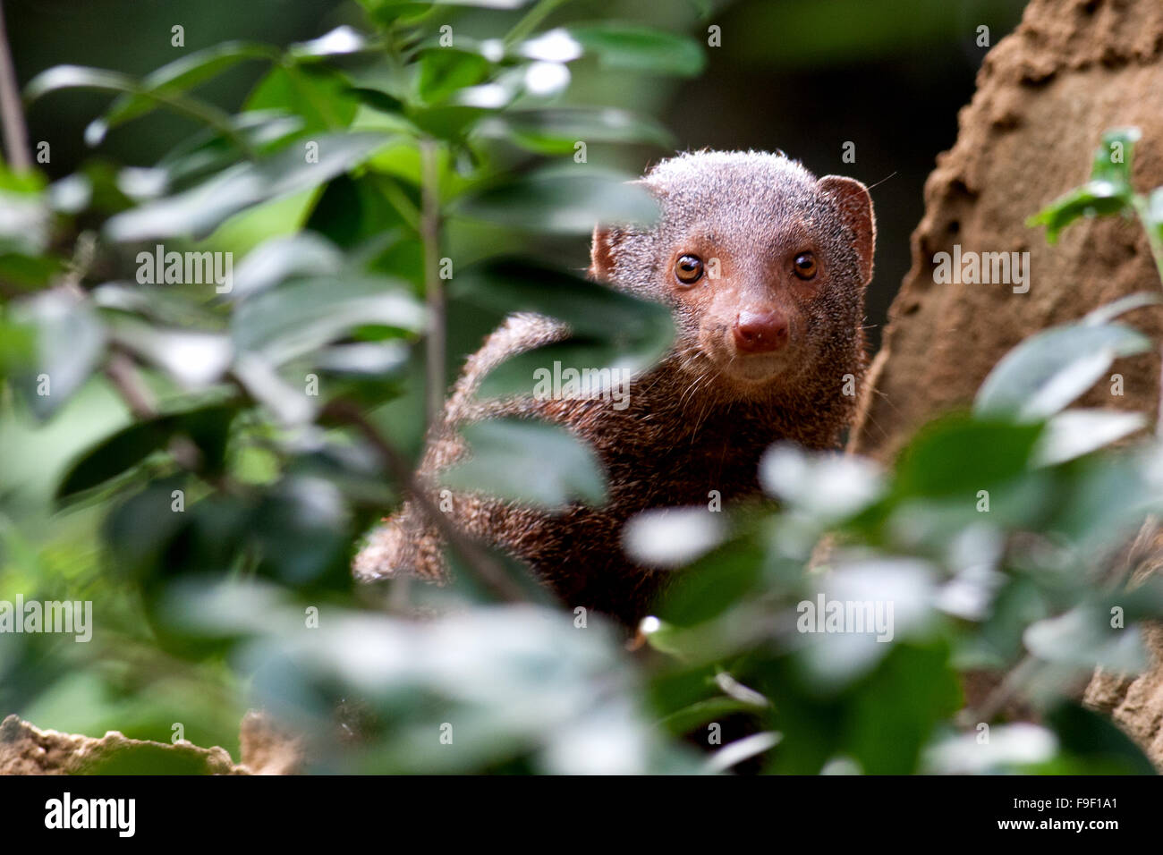 Mongoose Sri Lanka High Resolution Stock Photography And Images Alamy