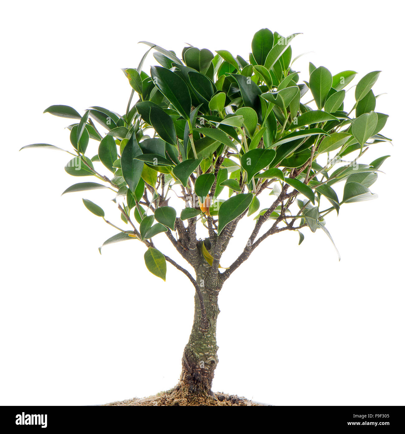 Chinese green bonsai tree Isolated on white background Stock Photo