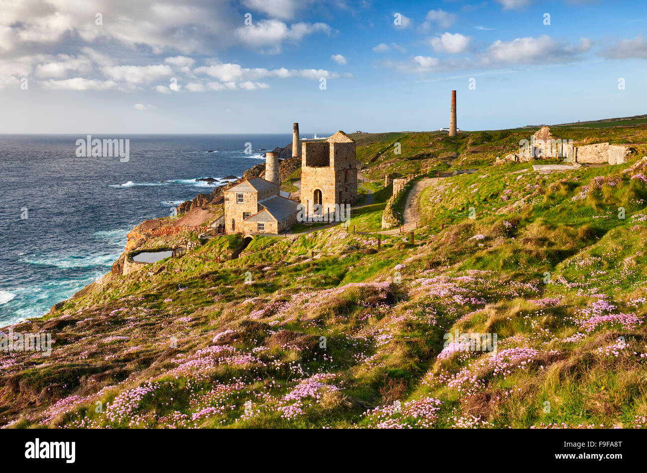 Sea Thrift growing on the clifftop at Levant Mine, Cornwall Stock Photo