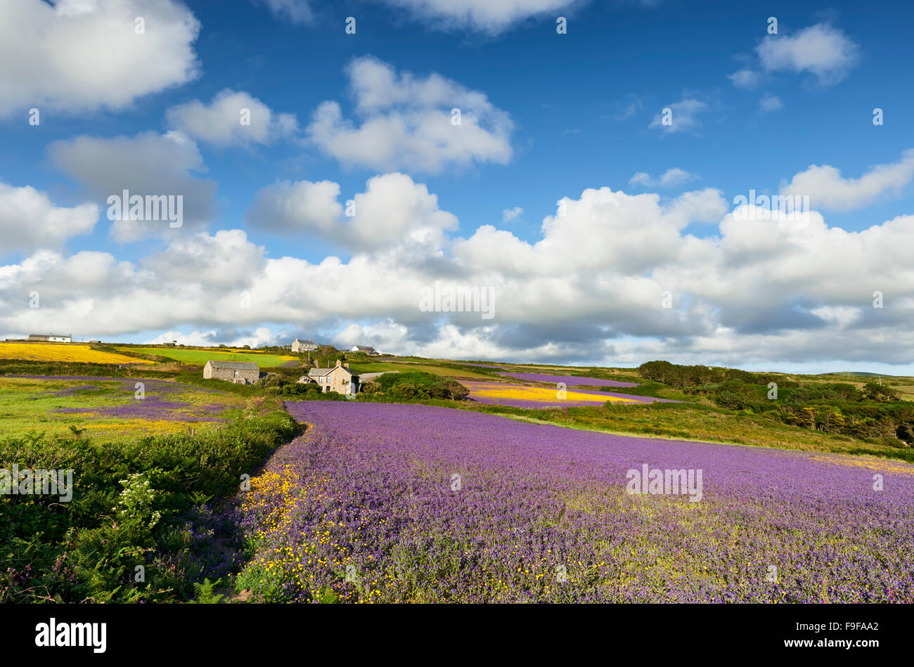 Arable farmland at Boscregan, West Cornwall. Purple Viper's Bugloss and Corn Marigolds grown for conservation. Stock Photo