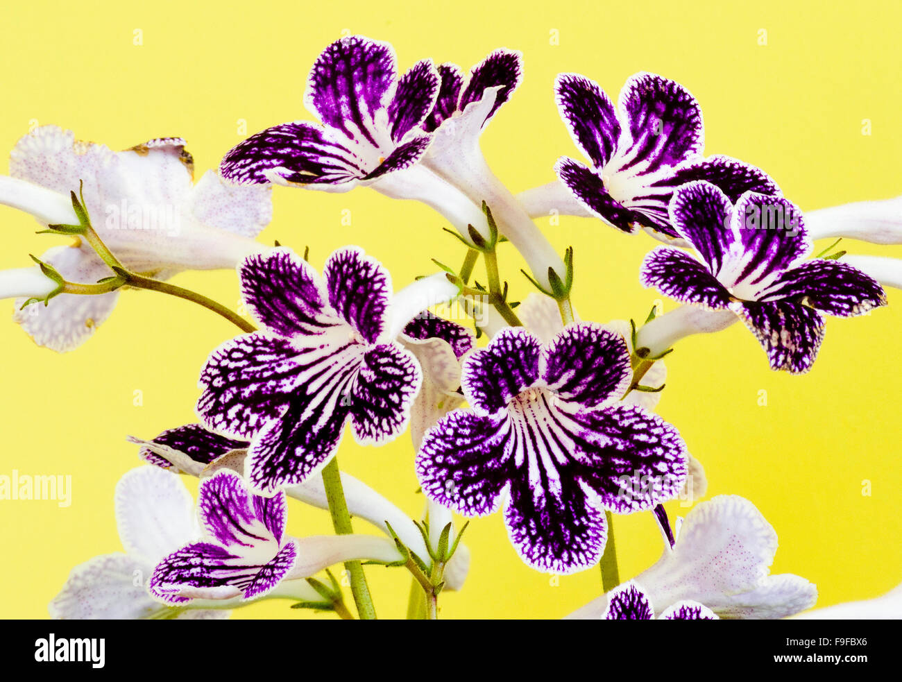Streptocarpus Cultivar 'Polka Dot Purple' in Flower Stock Photo