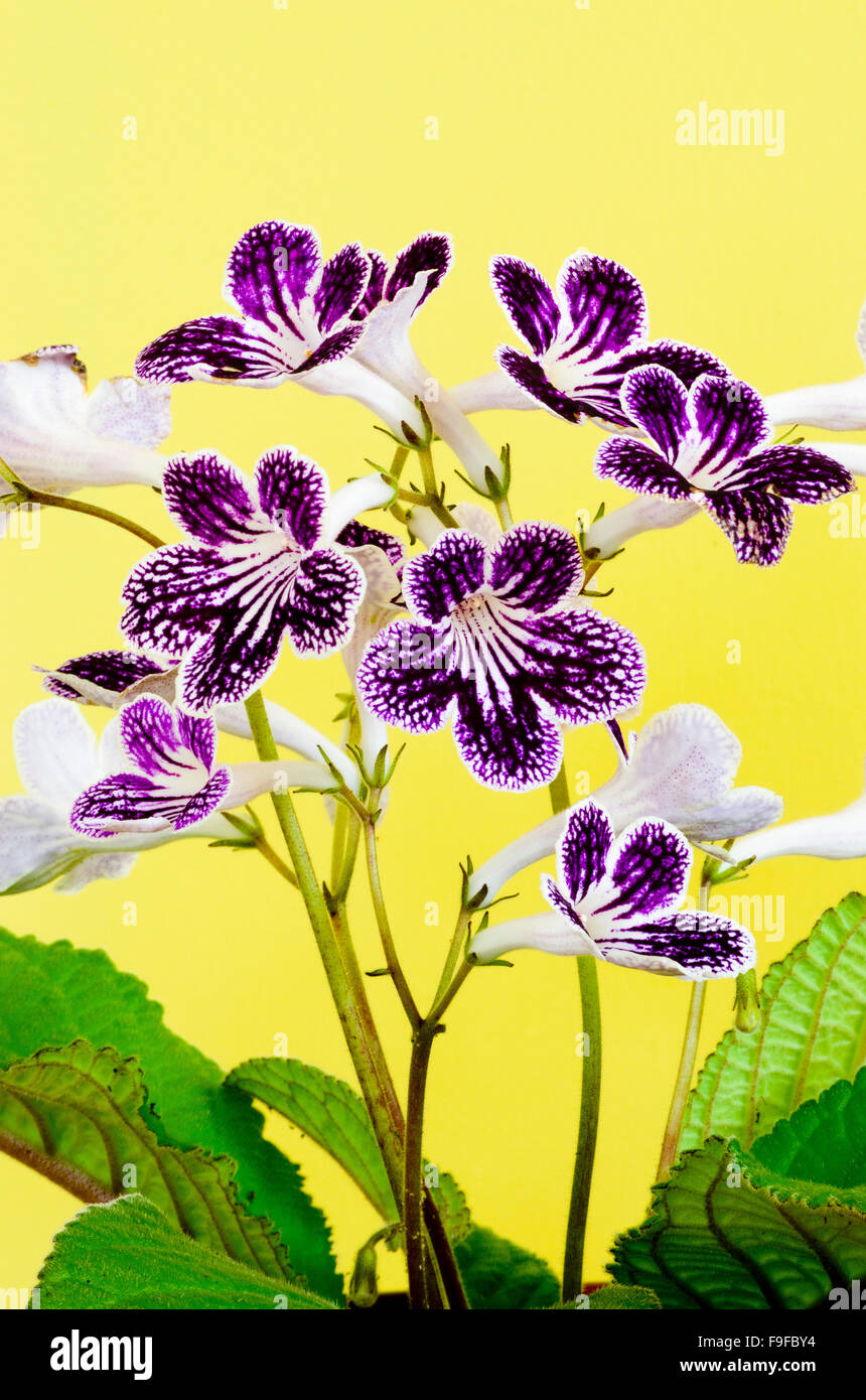 Streptocarpus Cultivar 'Polka Dot Purple' in Flower Stock Photo