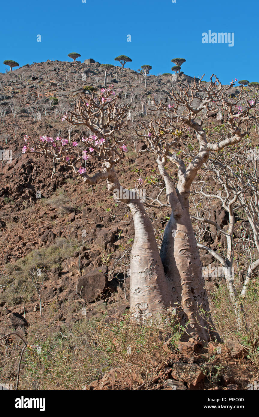 Socotra Yemen Middle East Flowering Bottle Trees In The Dragon Blood Trees Forest Of Dirhur Stock Photo Alamy