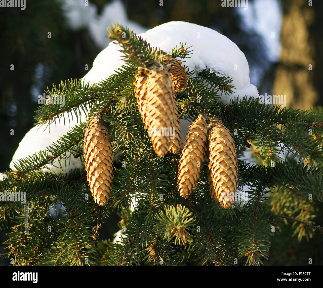 Fir tree branch hi-res stock photography and images - Alamy