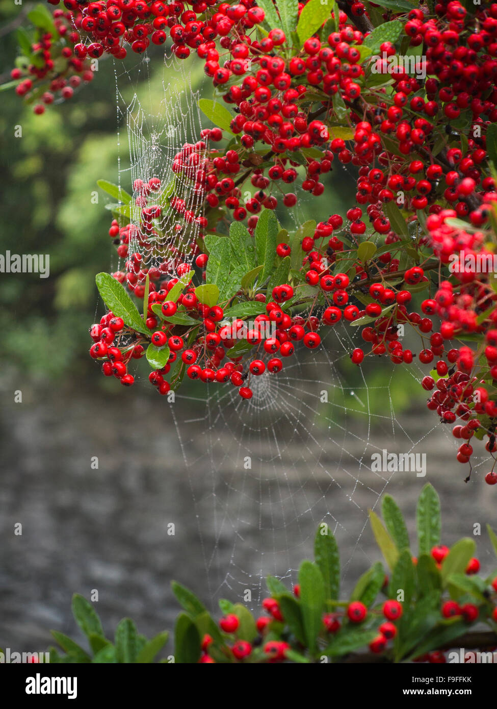 UK, Herefordshire, Pembridge, Autumn, red Pyracantha Rosaceae Christmas Firethorn berries amongst cobwebs Stock Photo