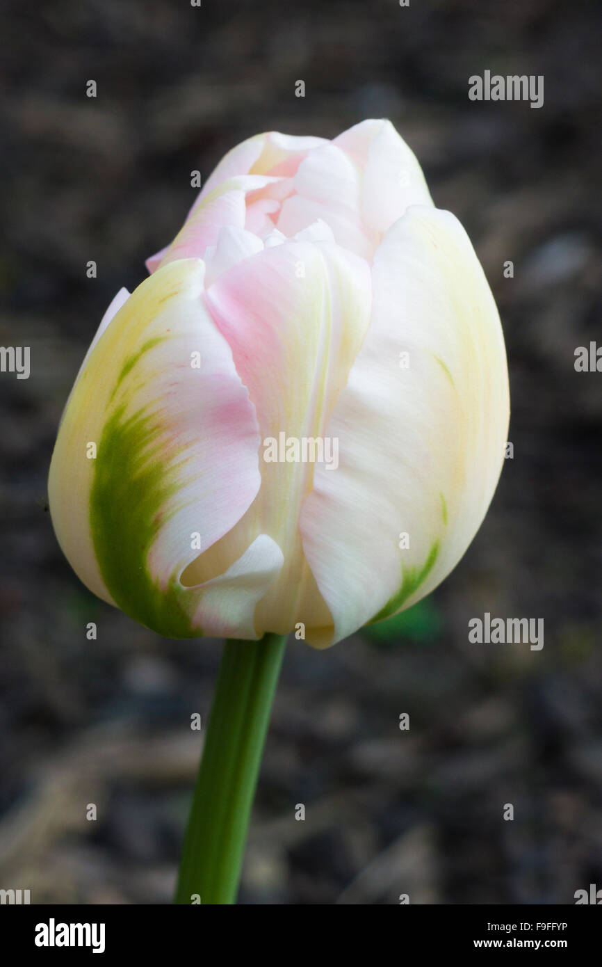 Double tulip hi-res stock photography and images - Alamy