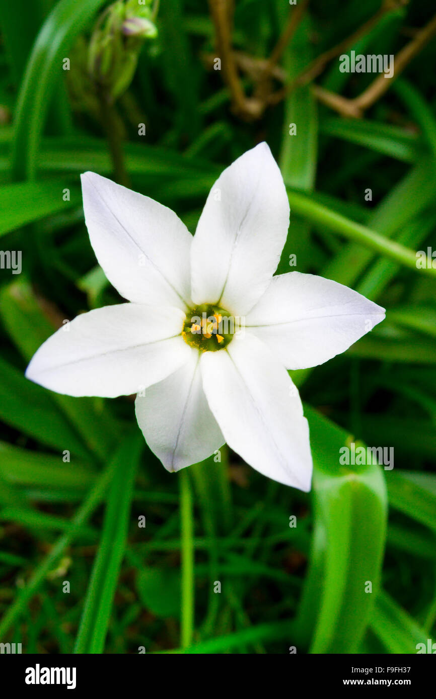 Star of Bethlehem in Flower ( Ornithogalum umbellatum Stock Photo - Alamy