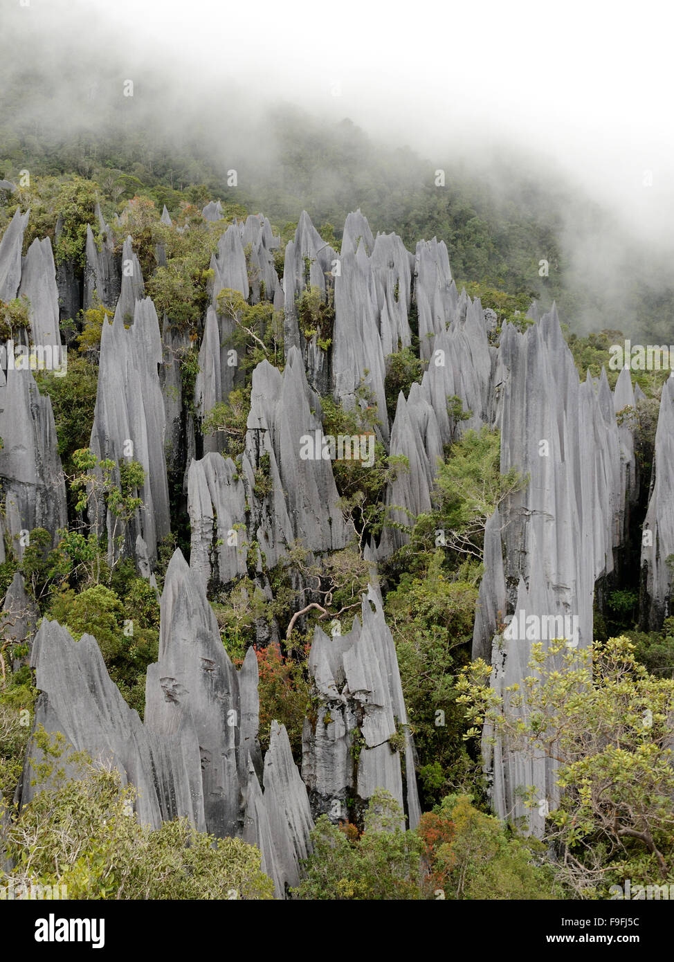 Gunung mulu national park hi-res stock photography and images - Alamy