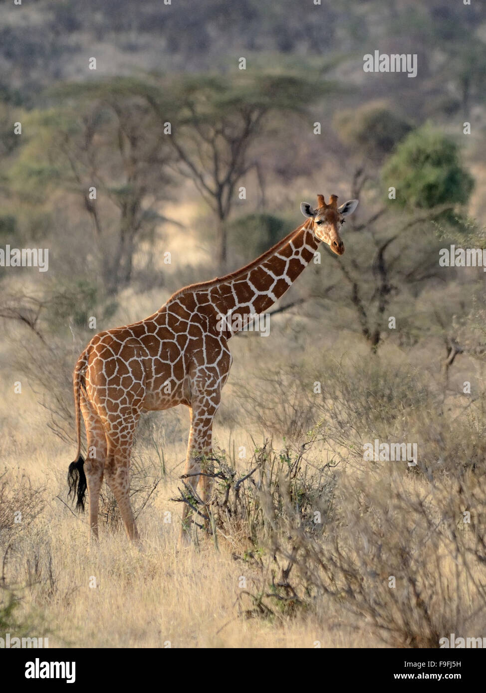 Reticulated Giraffe in Samburu National Reserve Stock Photo